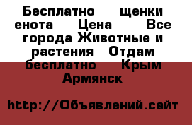 Бесплатно !!! щенки енота!! › Цена ­ 1 - Все города Животные и растения » Отдам бесплатно   . Крым,Армянск